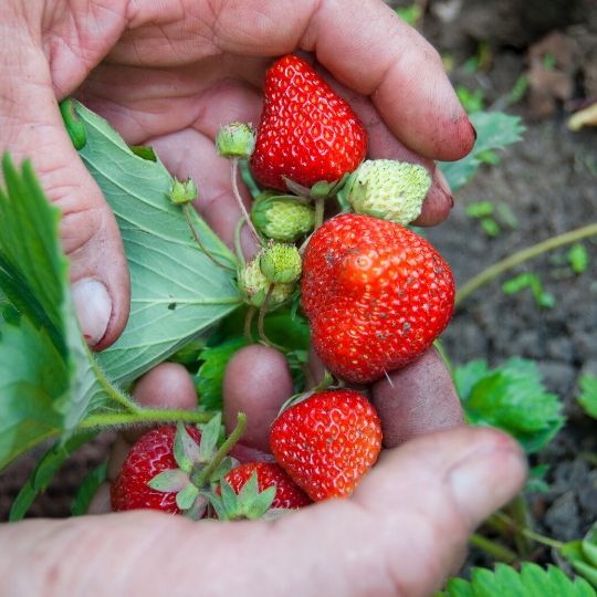 Lato w ogrodzie. Jak rozłożyć prace w ogrodzie od maja do września?